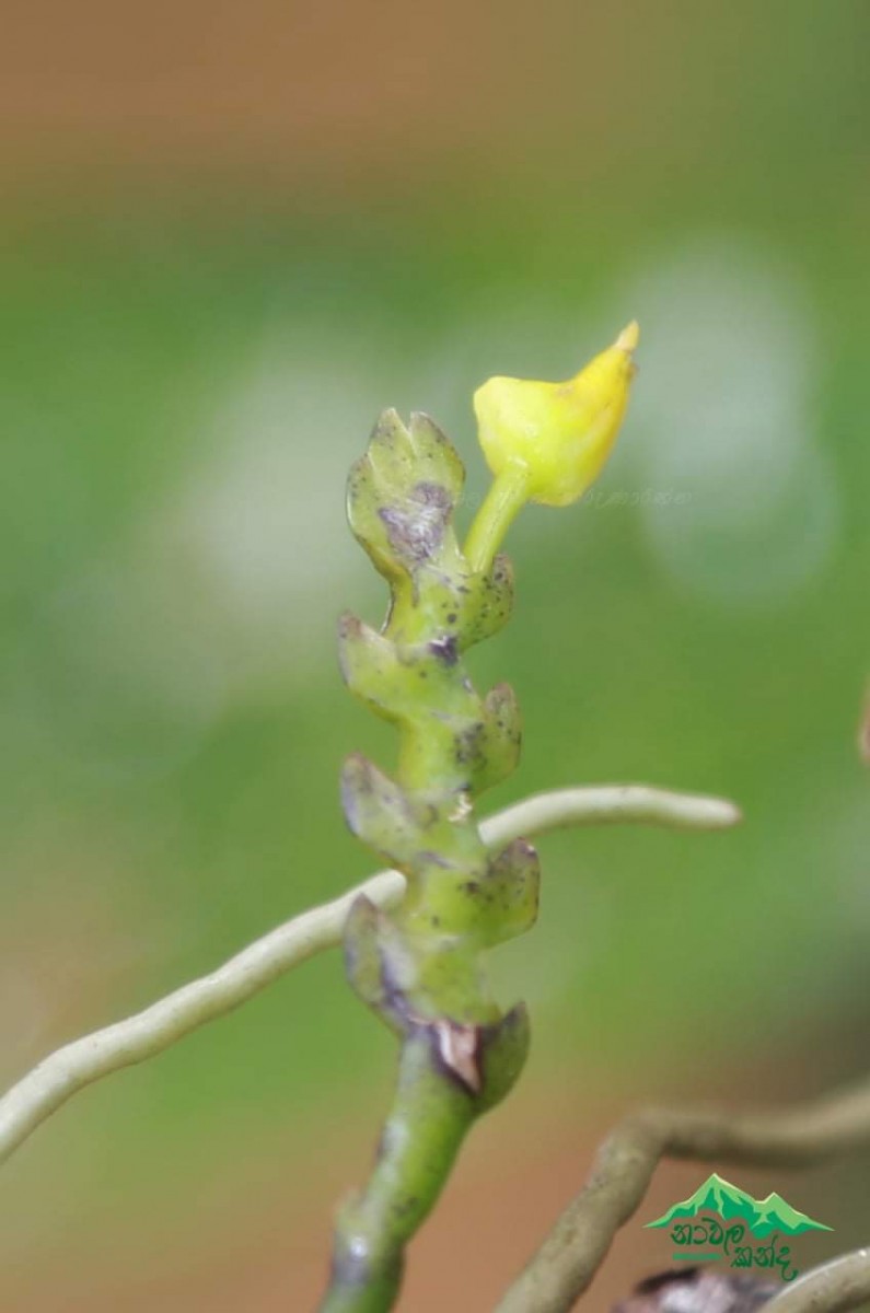 Thrixspermum walkeri Seidenf. & Ormerod